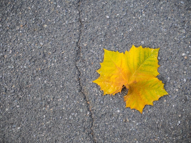 Immagine astratta, colore giallo della foglia di acero sulla terra del pavimento.