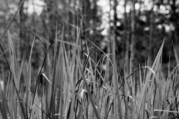 Abstract real nature beauty photo blur background Black white grey contract monochrome macro close wild dry grass herb plant meadow field forest outdoor air Autumn harvest Serious modern style