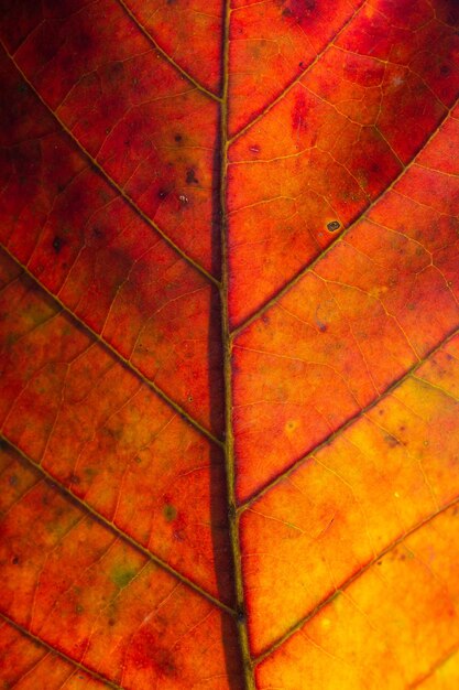 Abstract red striped of foliage from nature detail of leaf textured background