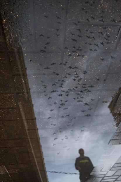 Abstract reflection of a city street in a rainy puddle Flying birds