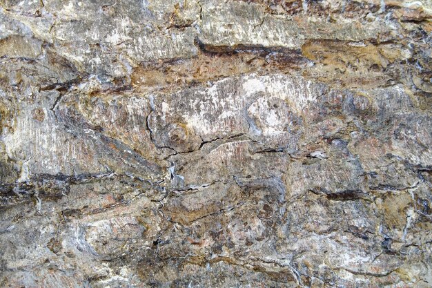 Abstract rough natural texture Tree bark The perfect background for your presentation