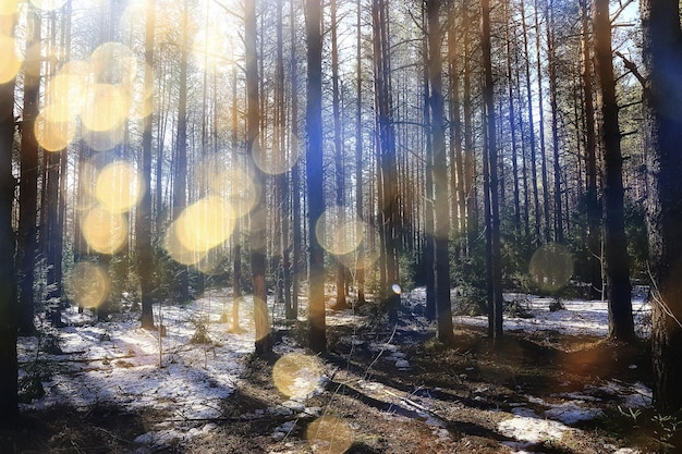 森、太陽光線、まぶしさの自然の景色の春先の抽象的な季節の風景