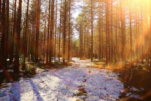 abstract seasonal landscape early spring in forest, sun rays and glare nature view