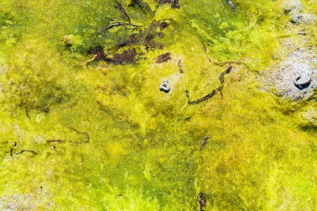 abstract seaweed background