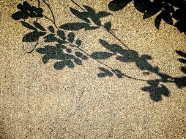 Abstract shadow background of natural leaves tree branch falling on wall