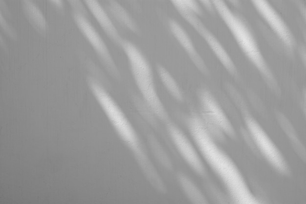 Abstract shadow of a tree branch on white cement wall - monochrome