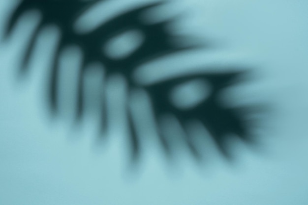 Foto abstract ombra di una foglia tropicale su uno sfondo blu chiaro in soft focus