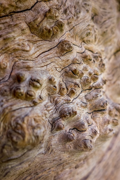 Estratto che mostra la corteccia di un vecchio albero