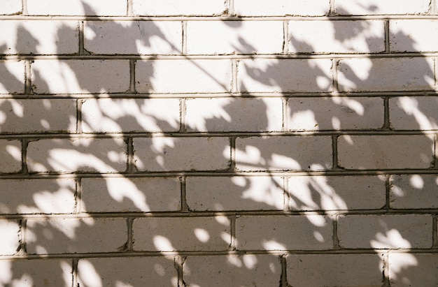 Abstract silhouette of the shadow of natural leaves of a tree branch on a gray concrete wall Atmospheric photo on a sunny summer day