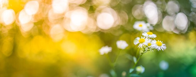 Abstract soft focus daisy meadow landscape. Beautiful grass meadow fresh green blurred foliage