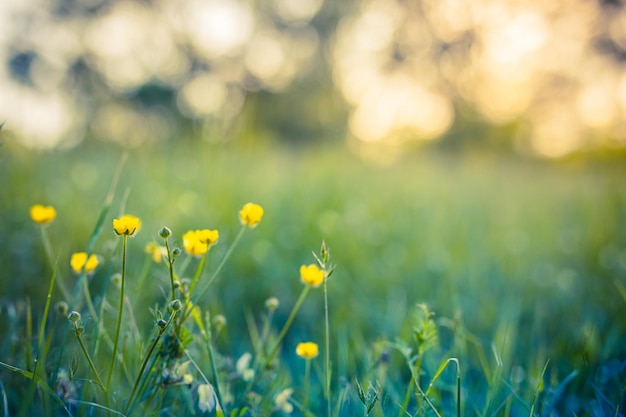 Abstract soft focus sunset field landscape of yellow flowers grass meadow. Autumn nature sunset