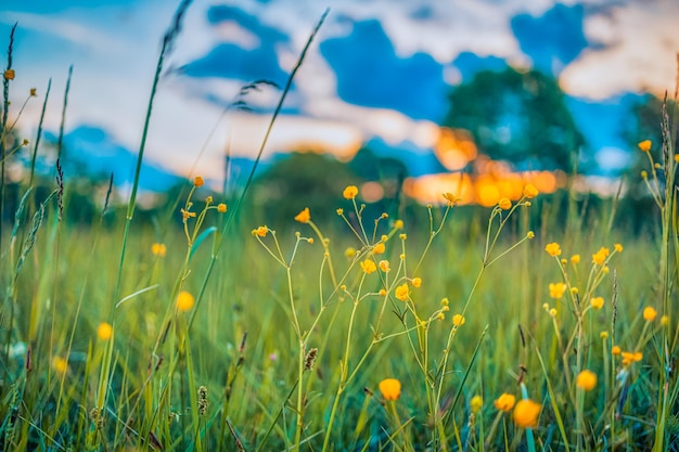 Abstract soft focus sunset field landscape, yellow flowers and grass meadow warm golden hour sunset