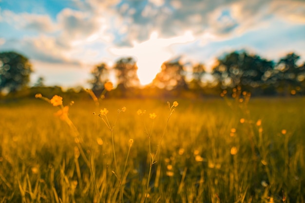 Abstract soft focus sunset field landscape of yellow flowers and grass meadow warm golden sunset