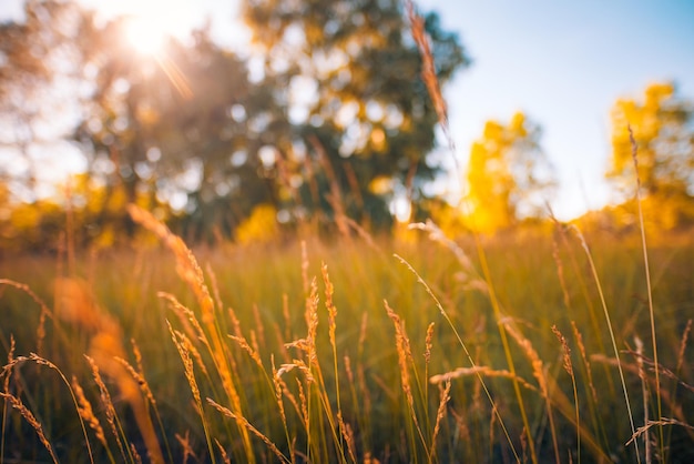 黄色の草の牧草地の抽象的なソフト フォーカス サンセット フィールド風景暖かい黄金時間日没日の出
