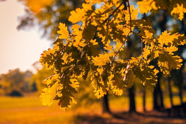 抽象的なソフト フォーカス日没オークの葉黄色の黄金の森暖かい日没日の出秋の風景