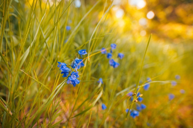 Abstract soft focus zonsondergang veld landschap van gele bloemen en gras weide warme zonsondergang