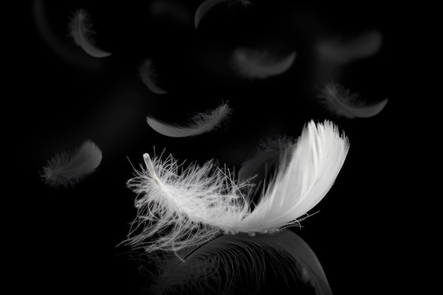 Abstract Soft Lightly White Feathers on Black Background