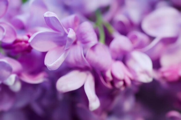 Abstract soft pastel tender floral natural background from lilac flowers