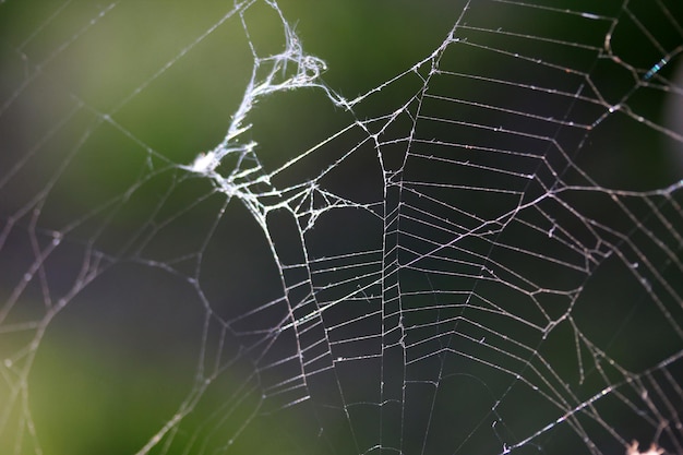 Abstract spider web background