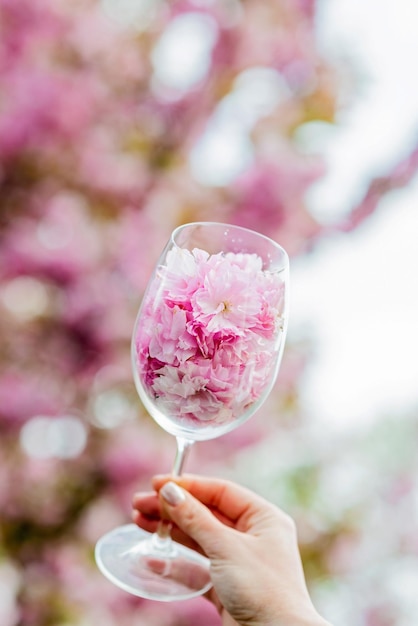 Abstract spring background wine glass with flowers on a background of blooming sakura tree Soft selective focus