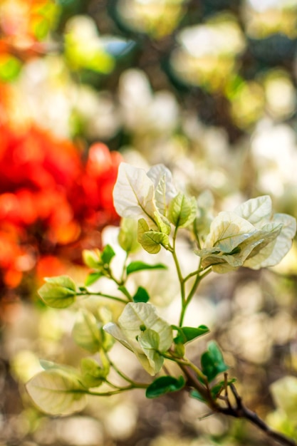 Abstract spring background with bokeh effects Closeup of spring white and red flowers Blur and abstract background