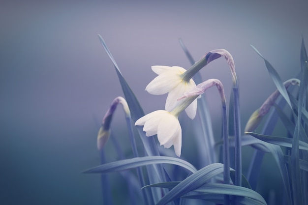 Abstract spring background with narcissus flowers