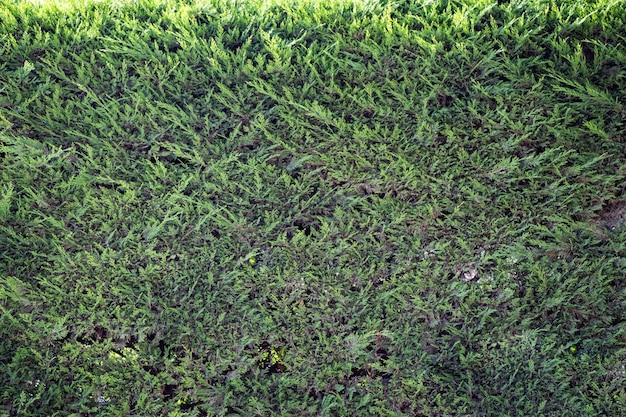Foto struttura astratta della pianta primaverile per lo sfondo naturale concetto di foglia verde