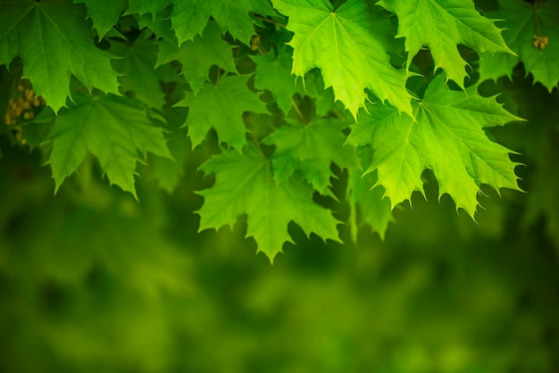 Abstract spring seasonal background from green maple leaves Eco natural concept