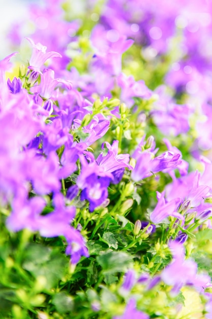 Abstract spring time background bunch of blooming violet flowers in the garden