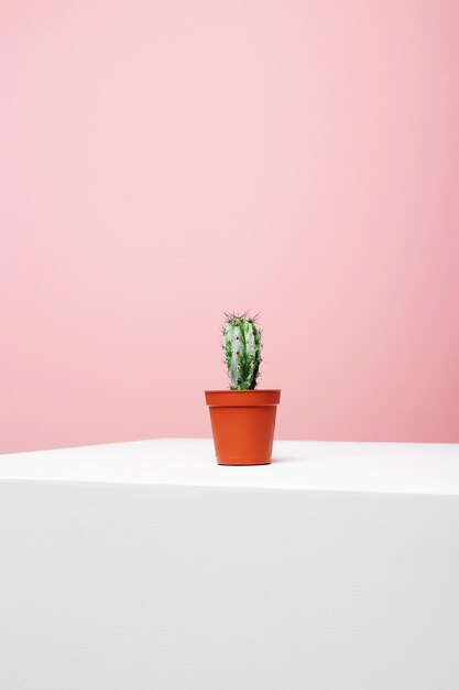 Abstract stilleven Lonely Cactus op witte kubus