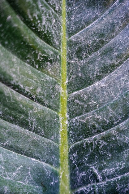 The Abstract of The Stripes Crystal Anthurium Leaf with dust