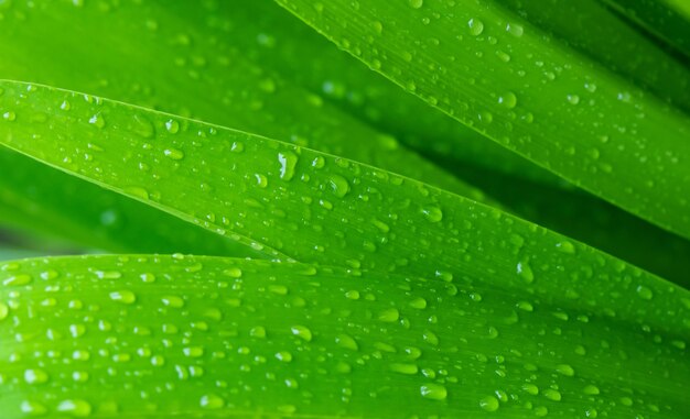 抽象的な見事な緑の葉のテクスチャ熱帯の葉の葉の自然ダークグリーンの背景