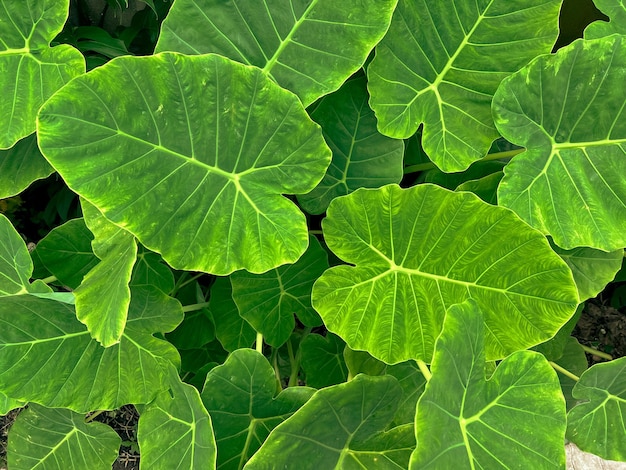 Abstract stunning green leaf texture tropical leaf foliage nature dark green background