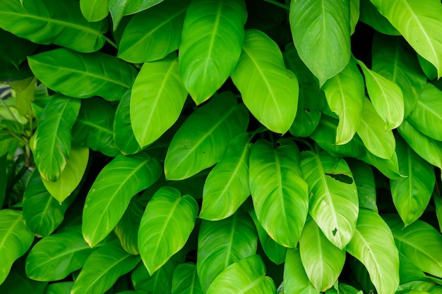 Abstract stunning green leaf texture tropical leaf foliage nature dark green background