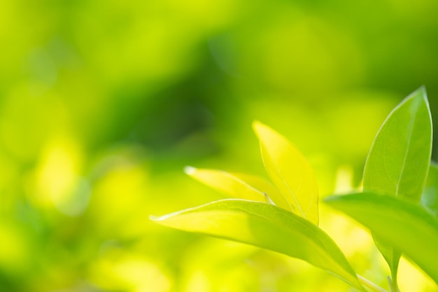抽象的な見事な緑の葉のテクスチャ トロピカル リーフ葉自然緑の背景