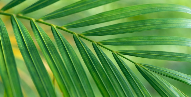 Abstract stunning green leaf texture tropical leaf foliage nature green background