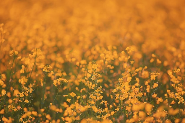 abstract summer background texture of yellow flowers in the field, beautiful nature sunny day wild flower