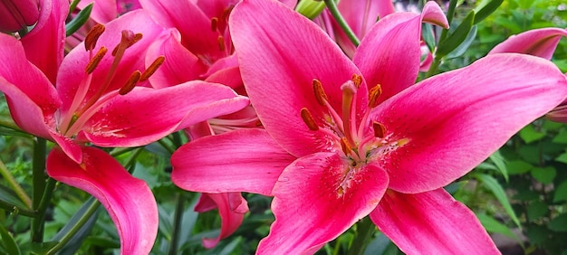 Abstract summer background with pink flowers and green leaves pink lilies