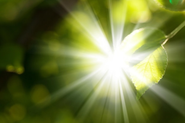 写真 抽象的な夏のボケの背景