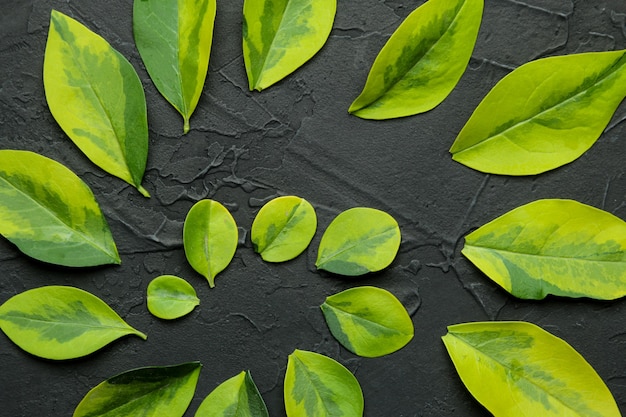 콘크리트 검은 배경에 아름 다운 녹색 잎의 추상 여름 구성. 잎 패턴. 평면도