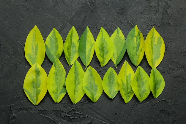 Abstract summer composition of beautiful green leaves on a concrete black background. leaf pattern. top view