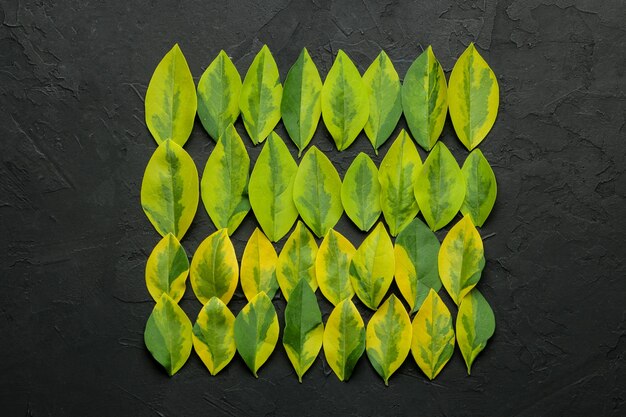 Abstract summer composition of beautiful green leaves on a concrete black background. leaf pattern. top view