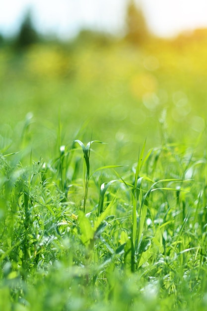 Abstract sunny blurry organic video background Defocus summer spring nature moving in blowing wind Selective focus Vertical photo