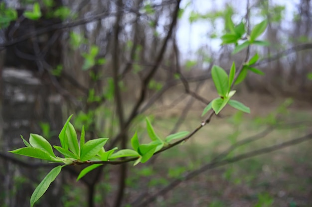 abstract sunny day background in spring forest, branches with buds and young leaves in the sunlight