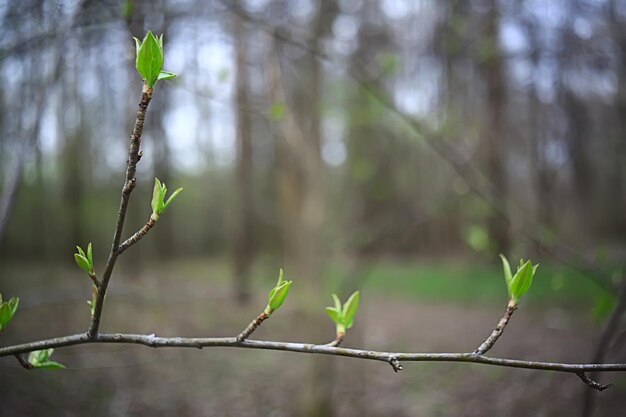 abstract sunny day background in spring forest, branches with buds and young leaves in the sunlight