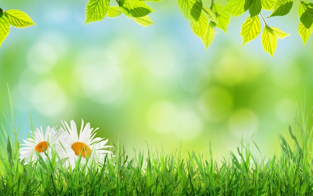 Abstract sunny spring background