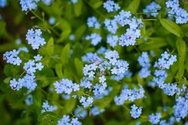 Abstract surface of small blue flowers forget-me-and-forget and green leaves in the forest