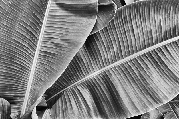 Abstract texture background closeup of palm leaves black and white toned