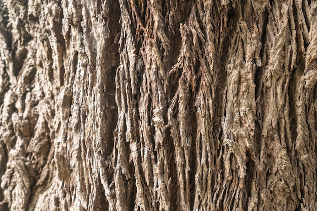 Фото Абстрактная текстура фон из дерева