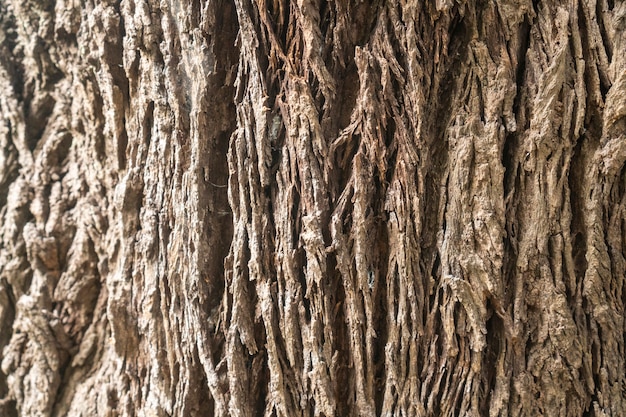 Photo abstract texture background of wood
